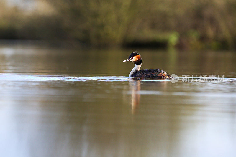 大山脊grebe (Podiceps crista)